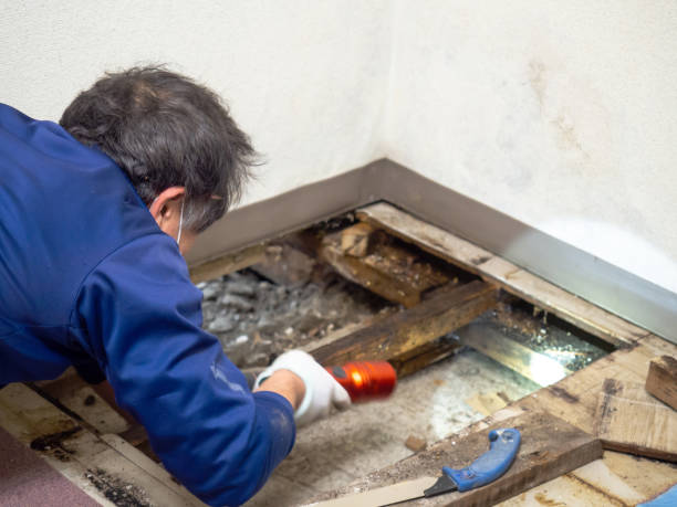 Crawl Space Mold Removal in Loogootee, IN