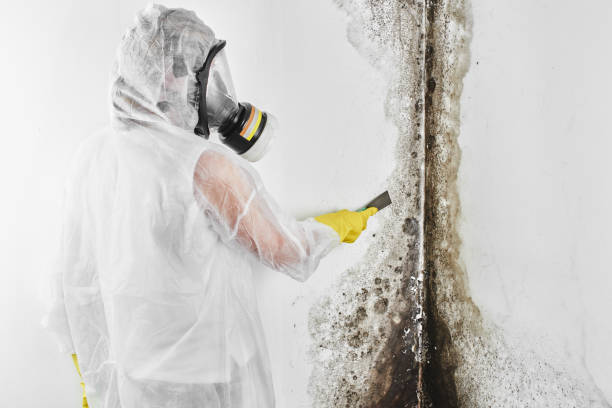 Best Certified Mold Removal  in Loogootee, IN