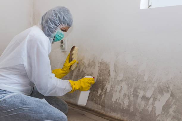 Best Residential Mold Removal  in Loogootee, IN
