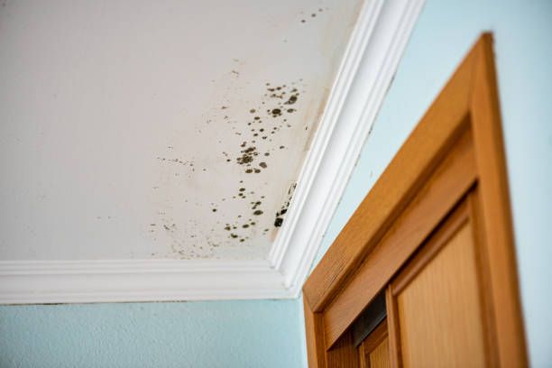 Best Crawl Space Mold Removal  in Loogootee, IN