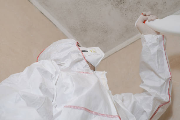 Best Local Mold Removal Service  in Loogootee, IN