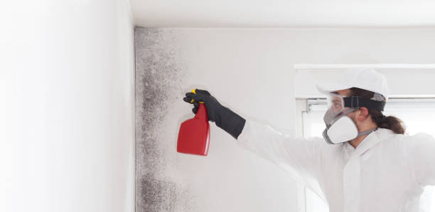Best Mold Damage Repair  in Loogootee, IN