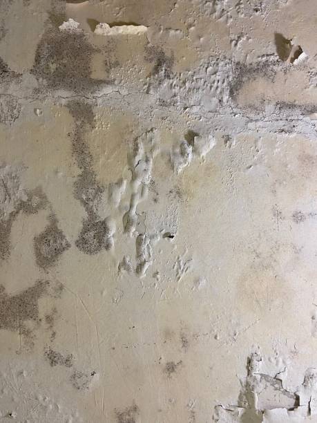 Best Fast Mold Removal  in Loogootee, IN