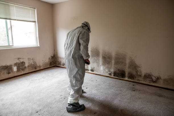Best Commercial Mold Removal  in Loogootee, IN