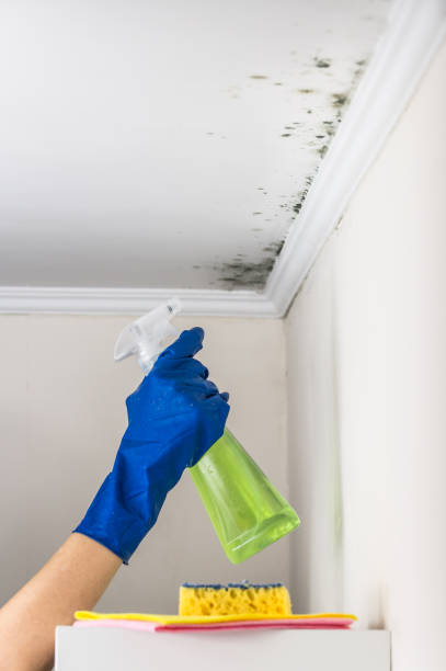 Best Local Mold Removal Service  in Loogootee, IN