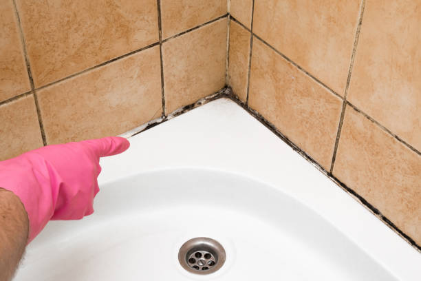 Best Professional Mold Removal  in Loogootee, IN